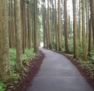 A forest run at the bottom of mount Fuji
