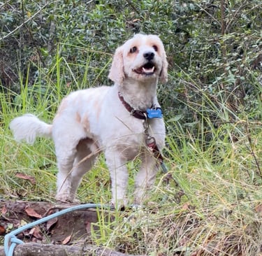 Un pequeño perro Cavapoo de color blanco y tostado parado en un sendero forestal con follaje verde.