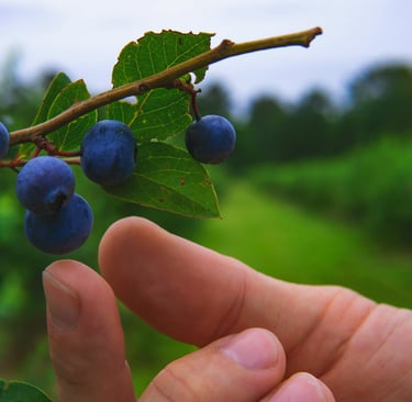 Recolectando arándanos silvestres azules maduros de una rama en una granja local de frutos rojos