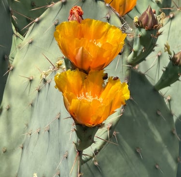 Vibrant yellow prickly pear cactus flowers blooming on a green thorny desert plant.