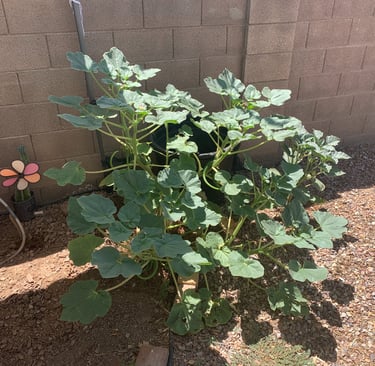 Large green zucchini plant with broad leaves growing in a desert garden next to a brick wall.