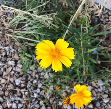 Vibrant yellow coreopsis wildflower with delicate petals, surrounded by green foliage and small gray pebbles.