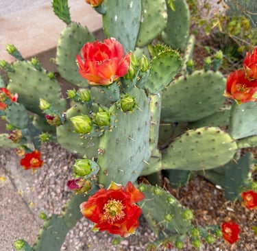 Prickly pear cactus with vibrant orange-red flowers and green pads in a desert landscape.