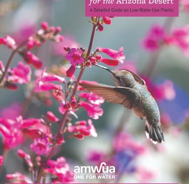 A hummingbird hovers near pink blossoms on a guide for low-water-use landscape plants for the Arizona desert.