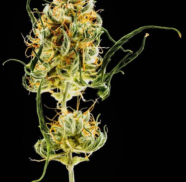 Mikroskopische Analyse der Infloreszenz nach der Reifung Northern Light Auto Royal Queen Seeds von CannaFocus - cannafocus.eu