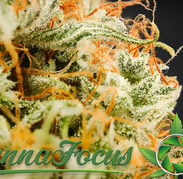 Mikroskopische Analyse der Infloreszenz nach der Reifung Northern Light Auto Royal Queen Seeds von CannaFocus - cannafocus.eu