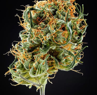 Mikroskopische Analyse der Infloreszenz nach der Reifung Northern Light Auto Royal Queen Seeds von CannaFocus - cannafocus.eu