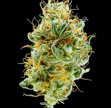 Mikroskopische Analyse der Infloreszenz nach der Reifung Northern Light Auto Royal Queen Seeds von CannaFocus - cannafocus.eu