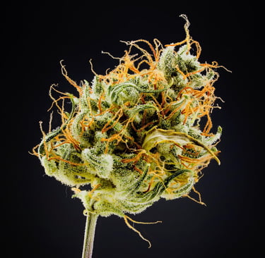 Mikroskopische Analyse der Infloreszenz nach der Reifung Northern Light Auto Royal Queen Seeds von CannaFocus - cannafocus.eu