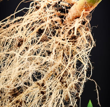 Diese Makroaufnahmen dokumentieren das finale Stadium des Wurzelsystems von Northern Light Auto, Royal Queen Seeds