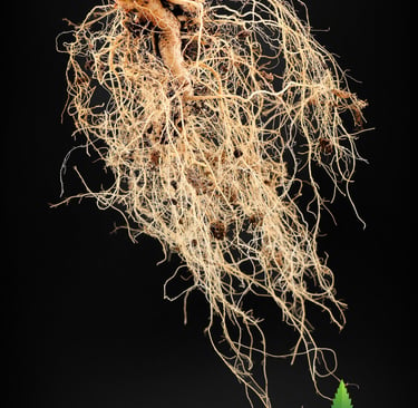 Diese Makroaufnahmen dokumentieren das finale Stadium des Wurzelsystems von Northern Light Auto, Royal Queen Seeds
