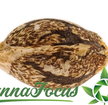 Diese Extrem-Makroaufnahme eines Cannabis Samens macht Details sichtbar, die dem bloßen Auge verborgen bleiben.