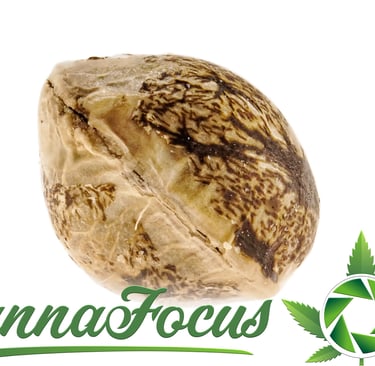 Diese Extrem-Makroaufnahme eines Cannabis Samens macht Details sichtbar, die dem bloßen Auge verborgen bleiben.