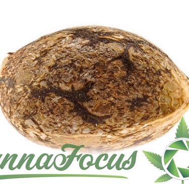 Diese Extrem-Makroaufnahme eines Cannabis Samens macht Details sichtbar, die dem bloßen Auge verborgen bleiben.