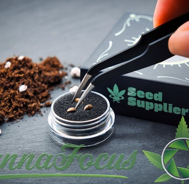 Diese Aufnahme zeigt die Vorbereitung zur Keimung von Papaya Dragon (Tally Man x Chimera) in einer kontrollierten Umgebung.