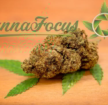 Diese Aufnahme setzt die Struktur und die reichen Farben der getrockneten Cannabis Blüte perfekt in Szene cannafocus.eu