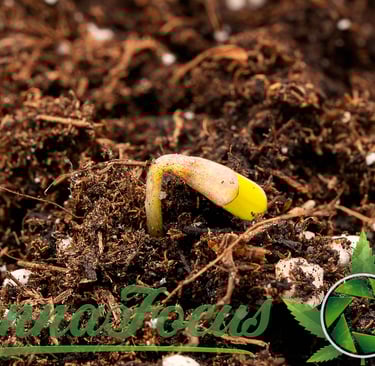 Dieser Northern Light Auto Keimling von Royal Queen Seeds. In der Makrofotografie wird das Unsichtbare sichtbar cannafocus.eu