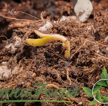 Dieser Northern Light Auto Keimling von Royal Queen Seeds. In der Makrofotografie wird das Unsichtbare sichtbar cannafocus.eu
