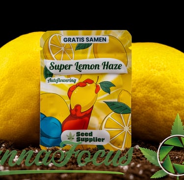 Frische trifft Legende Diese Aufnahme präsentiert die Super Lemon Haze Auto Samen von Seed Supplier in ihrer vollen Pracht.