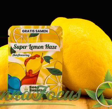 Sauer macht lustig und wach! Hier präsentieren wir eine weitere Perspektive der Super Lemon Haze Auto Samen von Seed Supplier