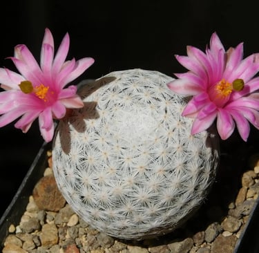 biznaga bola de hilo