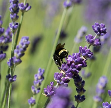 Abeja polinizando salvia