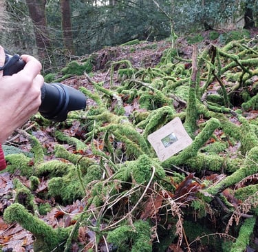 photographing a magnifier on mossy branches in the woods