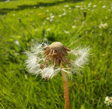 Dandelion clock