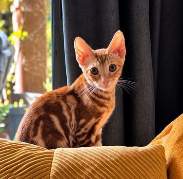 Professional cat sitting service in Limassol