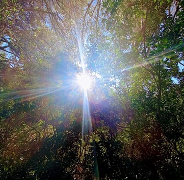a sun shining through the trees in the sun