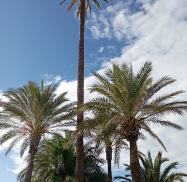 a group of palm trees in a sunny day
