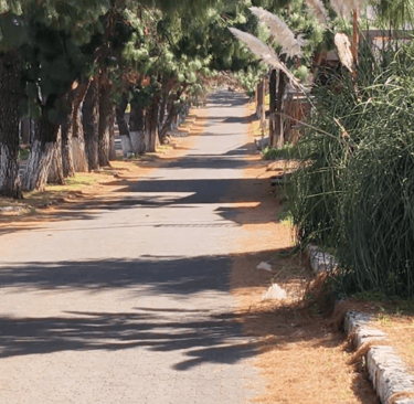 Patzcuaro sunny tree-lined asphalt road with tall pine trees and ornamental pampas grass on the side