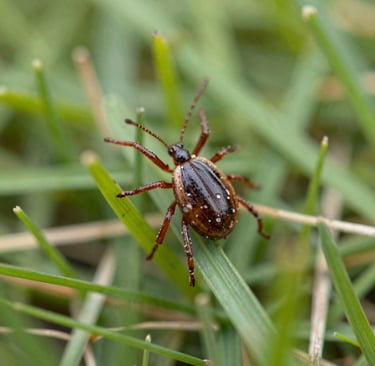 natural tick control Evergreen