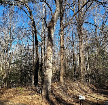 vines and overgrowth on trees