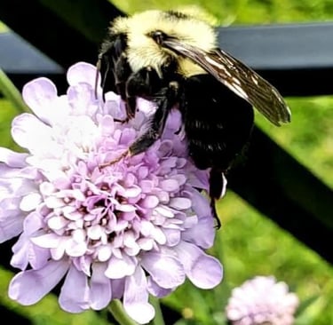Flowers, Bees, Pollination, garden