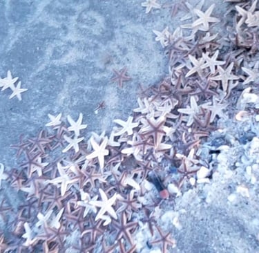 Star fish, Sea Stars, massive amounts 