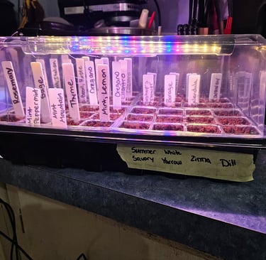 My seed starter! 36 varieties of herbs started.