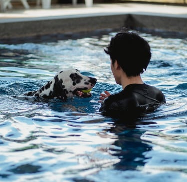 A Dalmatian dog swimming in a blue pool and holding a tennis ball while playing with a person.