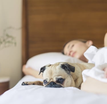 A cute fawn pug dog lying on a bed next to its sleeping owner in a bright, cozy bedroom.