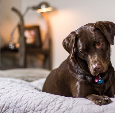 A brown chocolate Labrador Retriever dog resting on a cozy quilted bed in a dimly lit bedroom.
