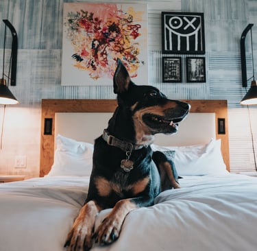 A black and tan dog sits on a white bed in a modern pet-friendly hotel room with wall art.