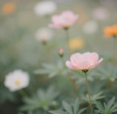 A soft focus close-up of a pale pink poppy flower blooming in a summer garden.