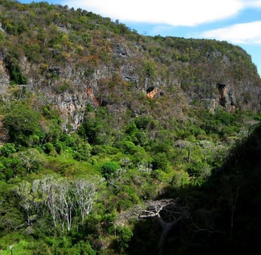 vallée de perroquets