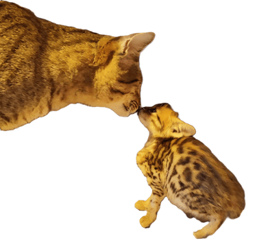 Gatto Savannah Cuccioli