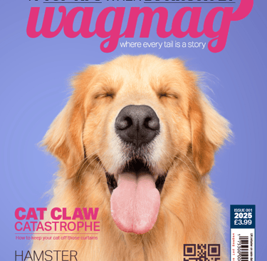 Wagmag pet magazine cover featuring a smiling Golden Retriever with its eyes closed and tongue out.