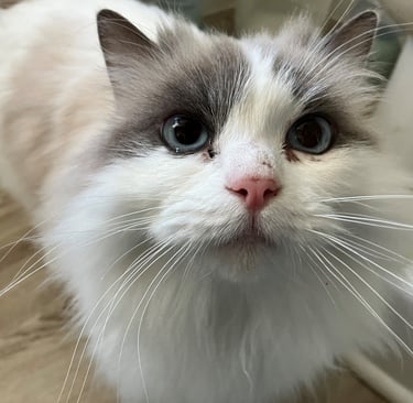 Cat waiting for food from Laura at Paws & Relax during one of her pet pop-ins