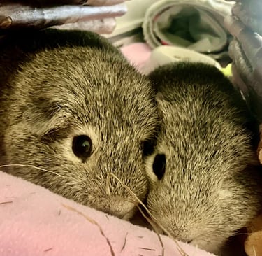 Happy Guinea Pigs in the comfort of their own home after Paws & Relax have visited
