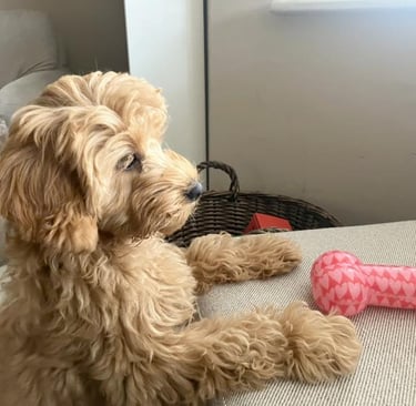 Puppy Looking Out Window