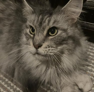 Close up of a Cat after a pop‑in pet visit from Paws & Relax