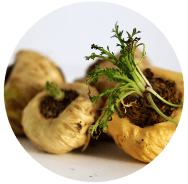 Maca-Wurzelextrakt aus Lepidium meyenii – traditionelles Pflanzenextrakt, das mit Vitalität assoziiert wird